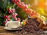 Hướng dẫn tự công bố tiêu chuẩn chất lượng cà phê
